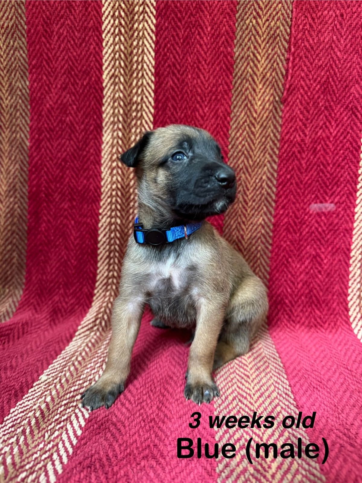 Belgian Malinois Puppies breeder image 2
