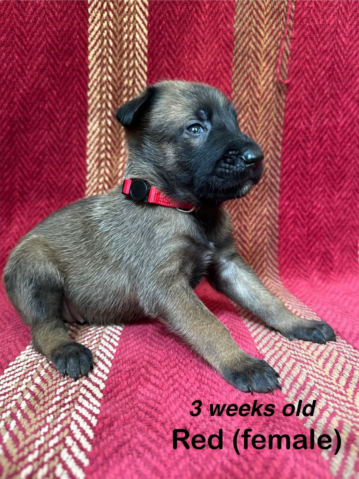 Belgian Malinois Puppies breeder image 4