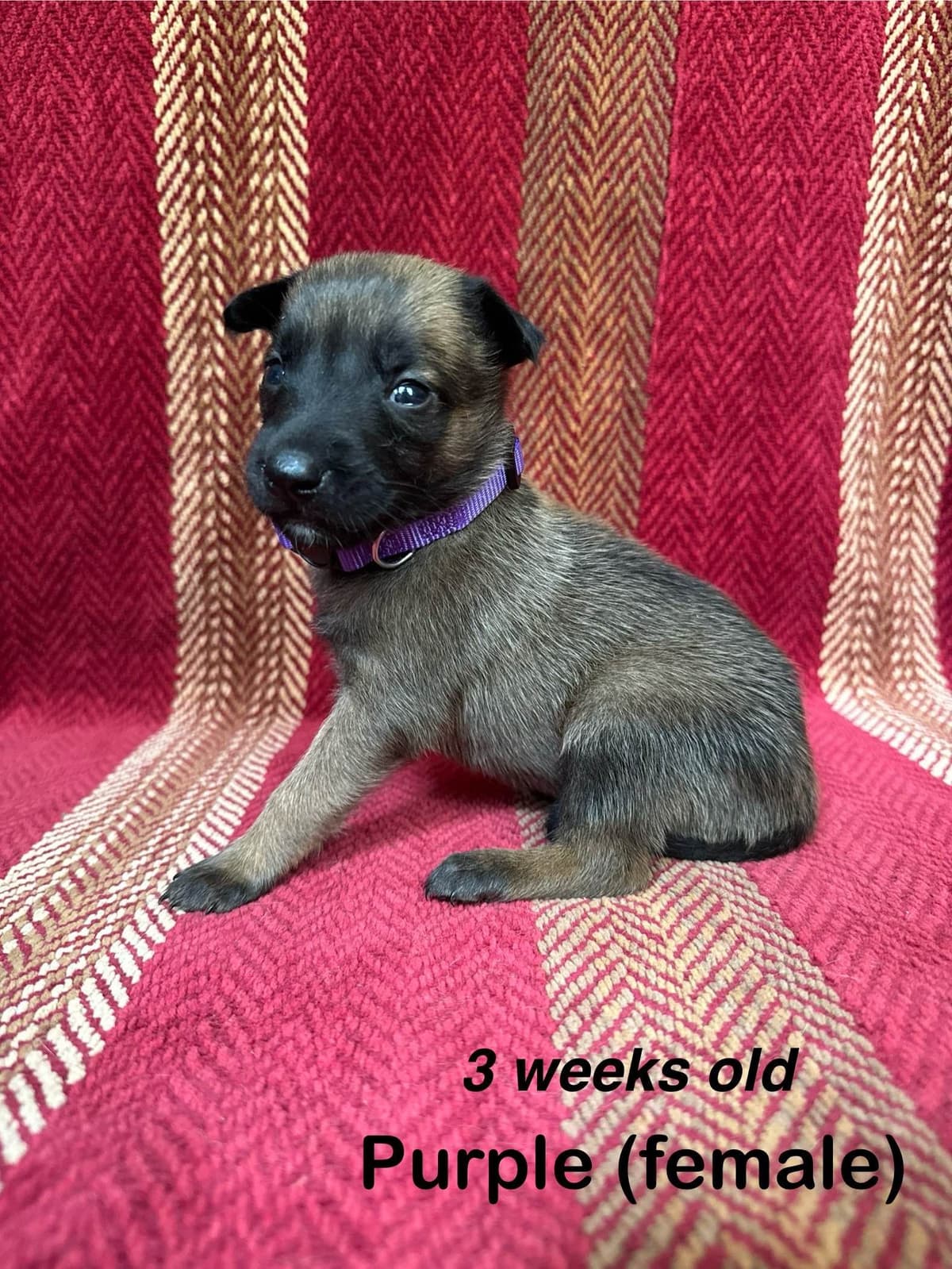 Belgian Malinois Puppies breeder image 5