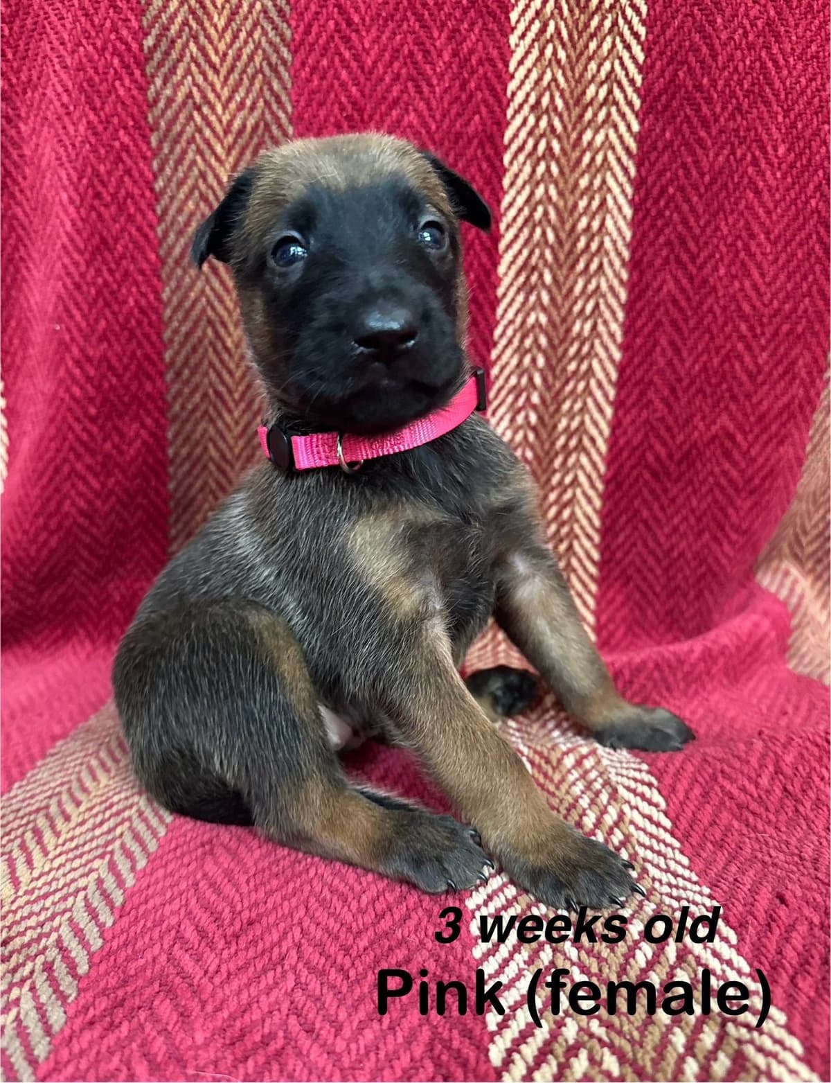 Belgian Malinois Puppies breeder image 6