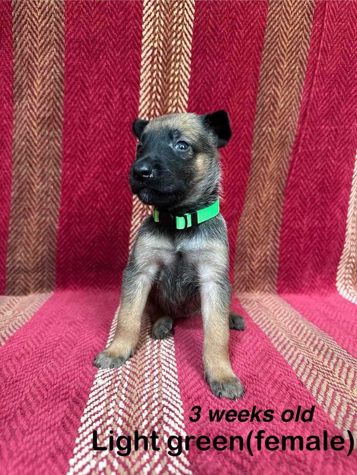 Belgian Malinois Puppies breeder image 7