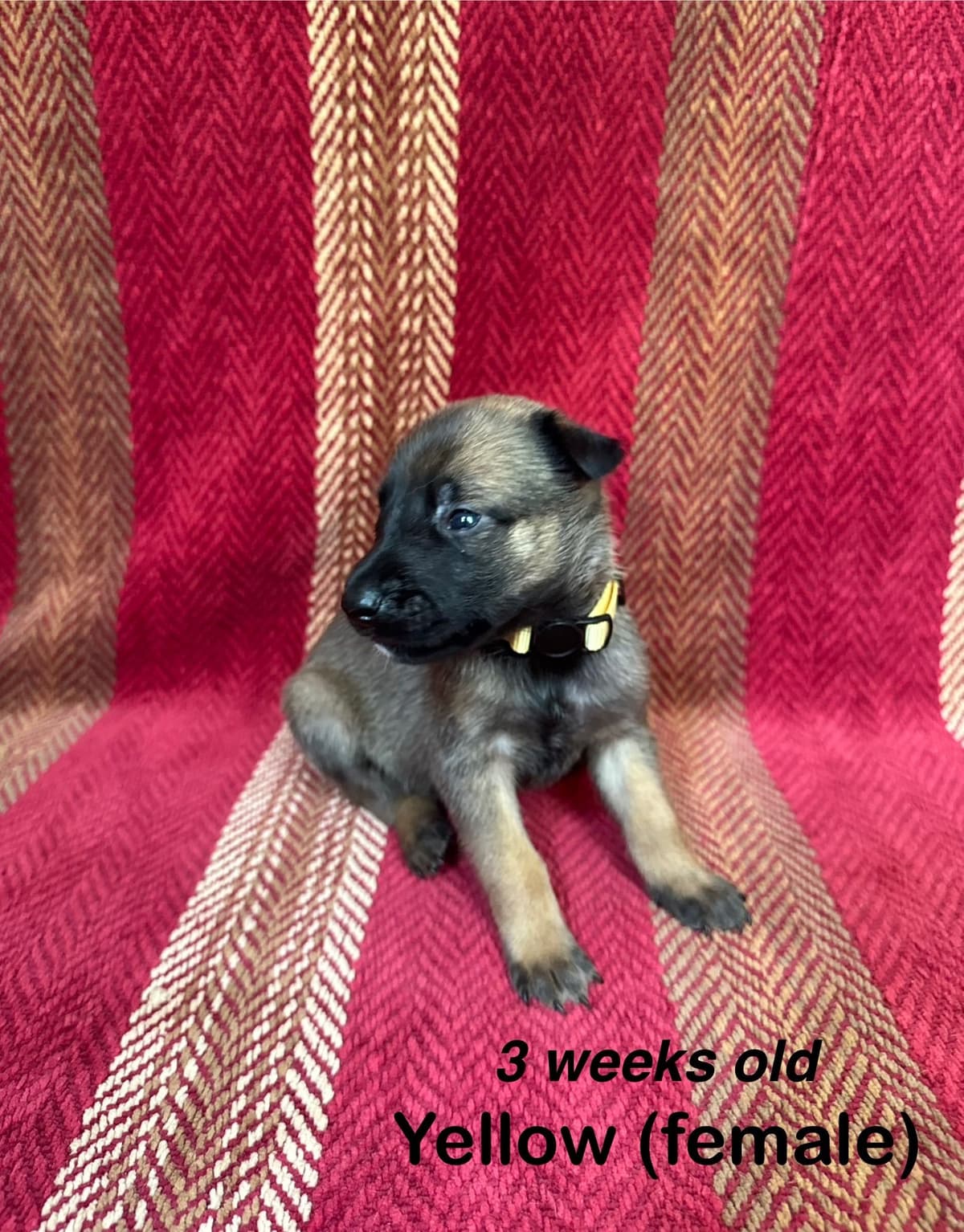Belgian Malinois Puppies breeder image 9