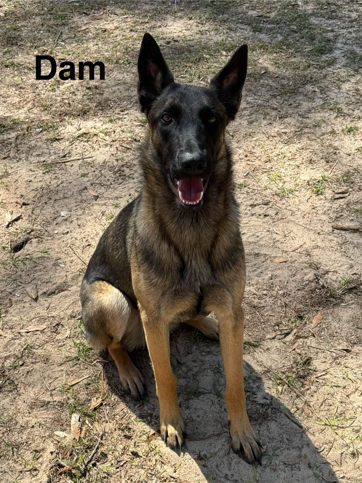 Belgian Malinois Puppies breeder image 10