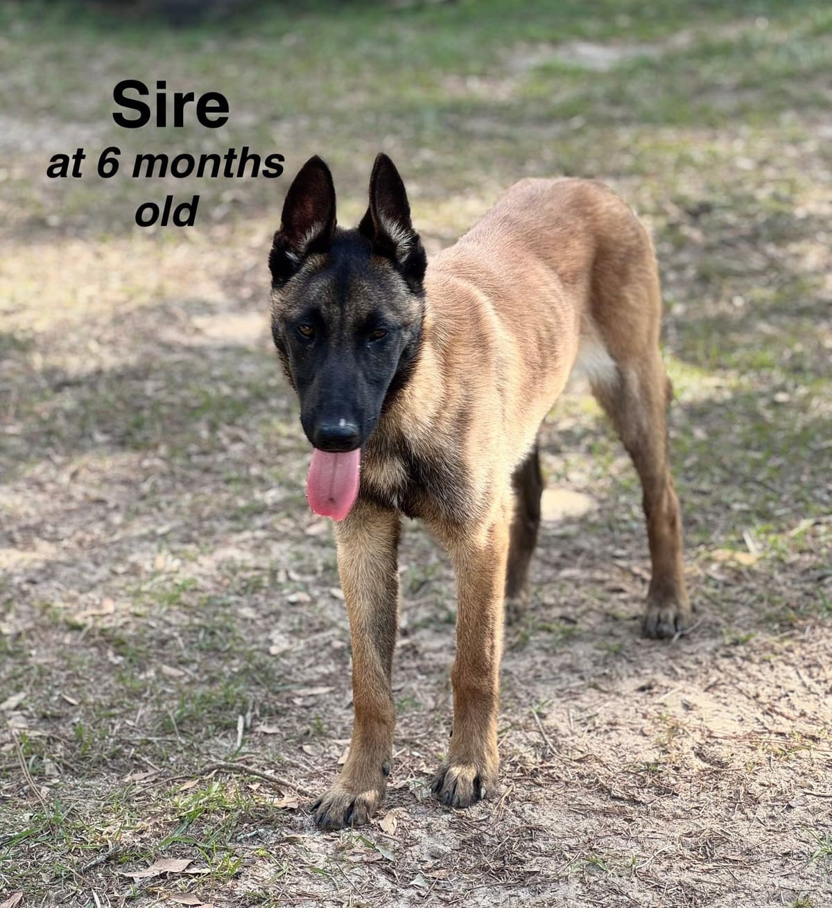 Belgian Malinois Puppies breeder image 13