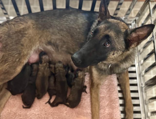 Belgian Malinois Puppies media 4