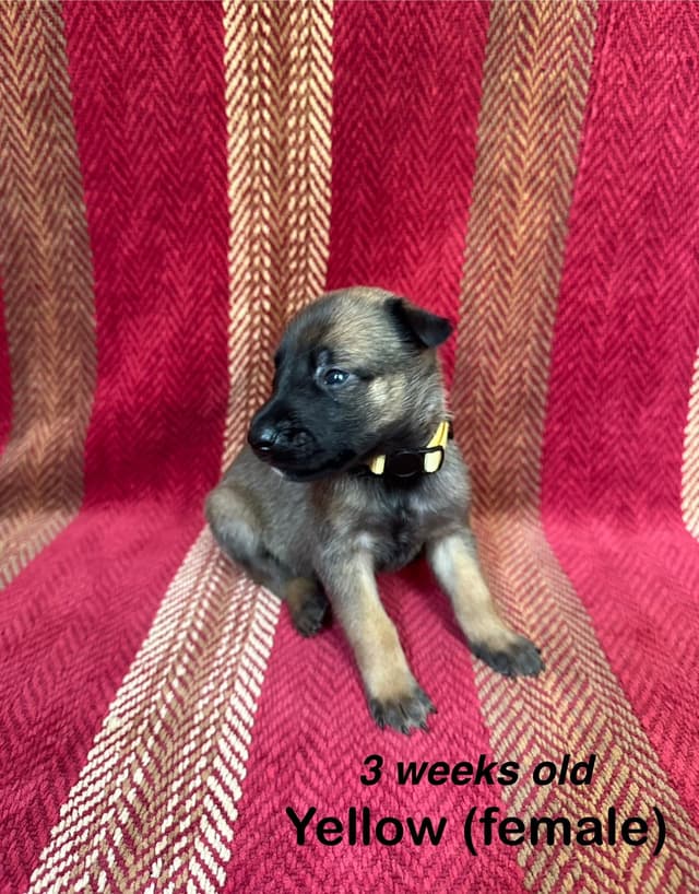 Belgian Malinois Puppies media 8
