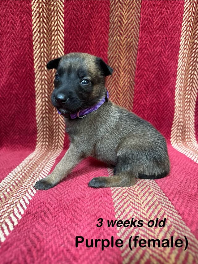 Belgian Malinois Puppies media 10