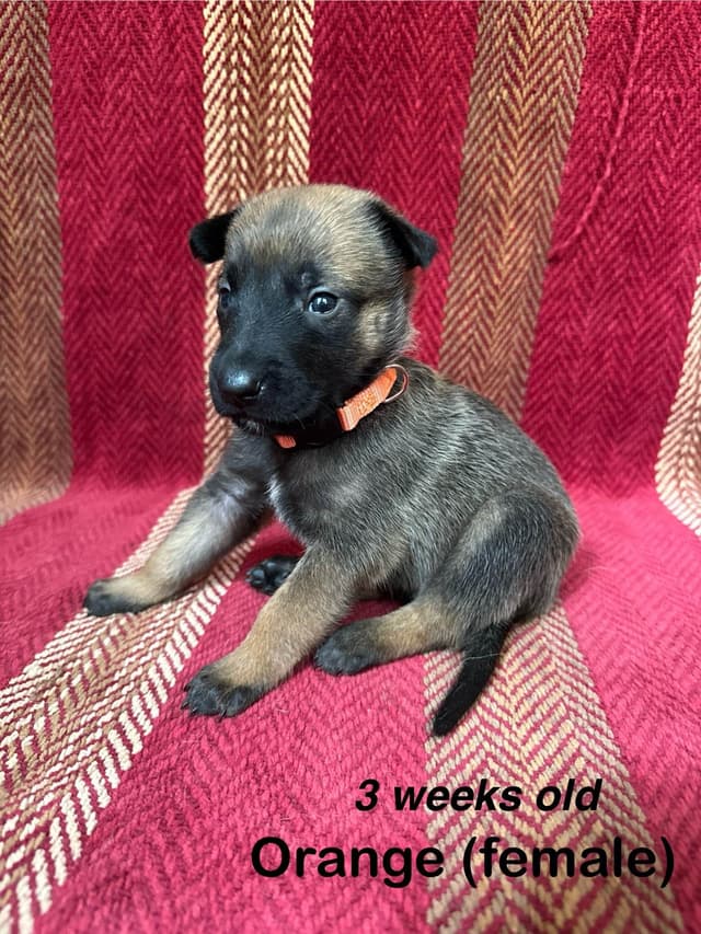 Belgian Malinois Puppies media 12