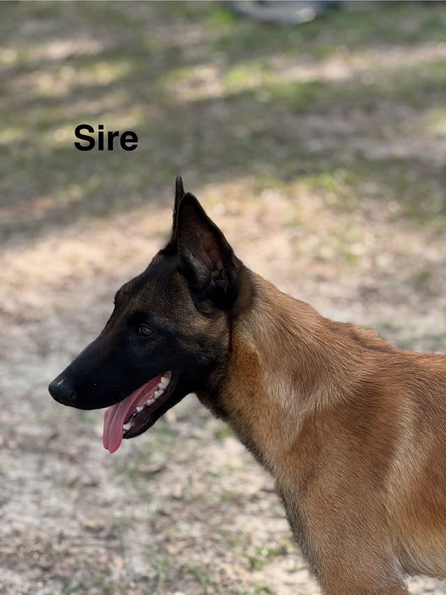 Belgian Malinois Puppies media 3