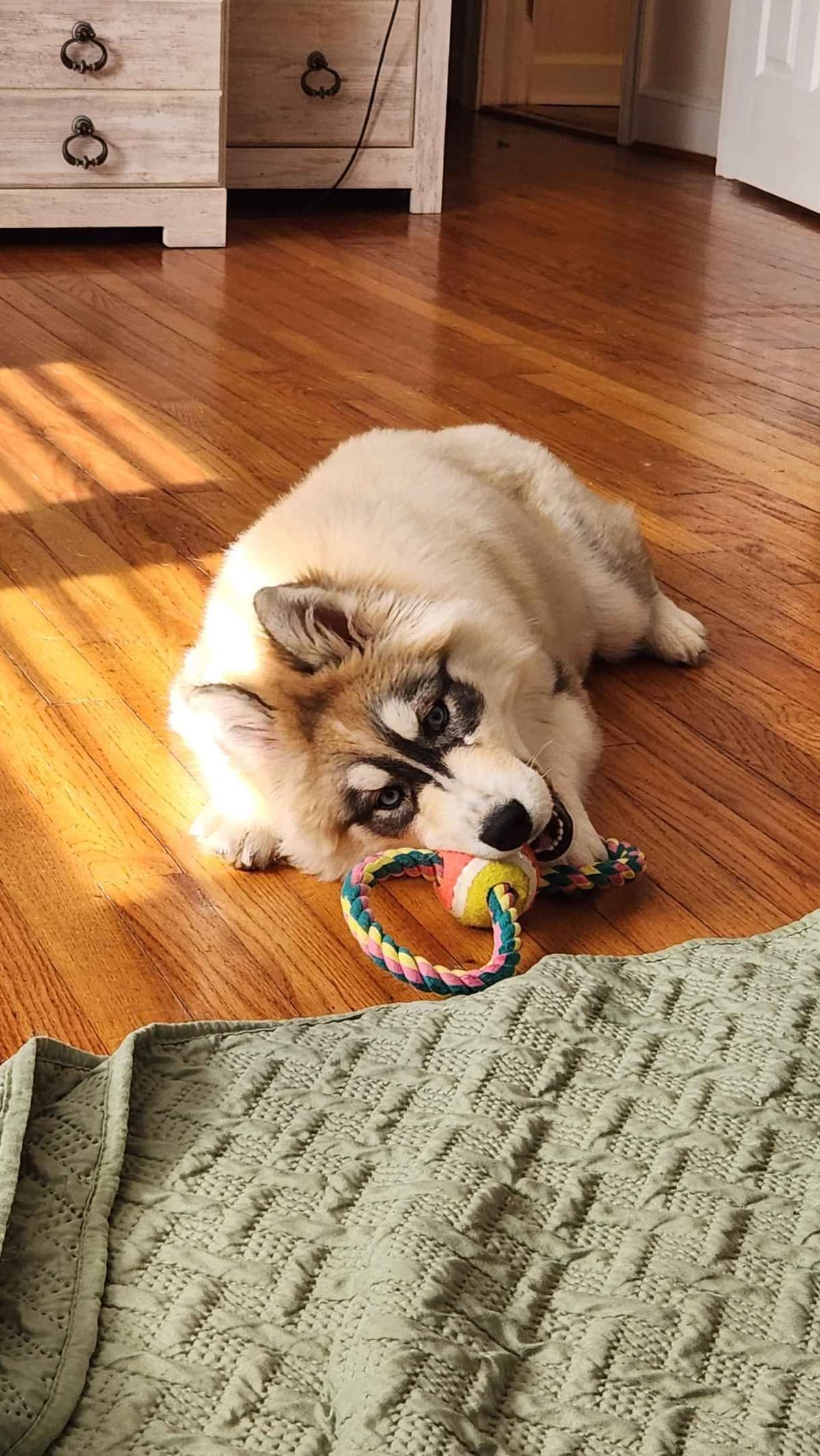 Siberian Husky Puppies breeder image 8