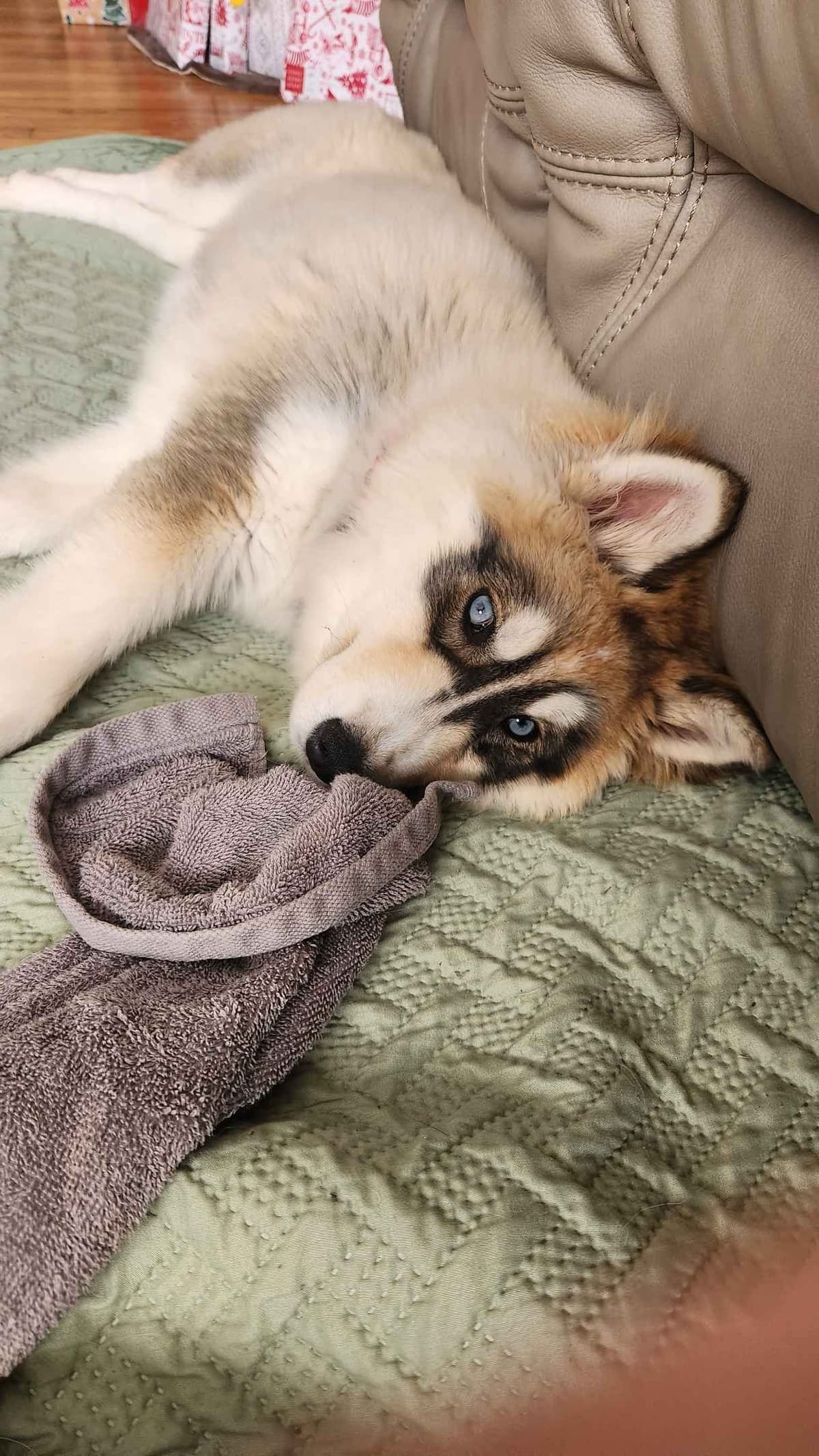 Siberian Husky Puppies breeder image 6