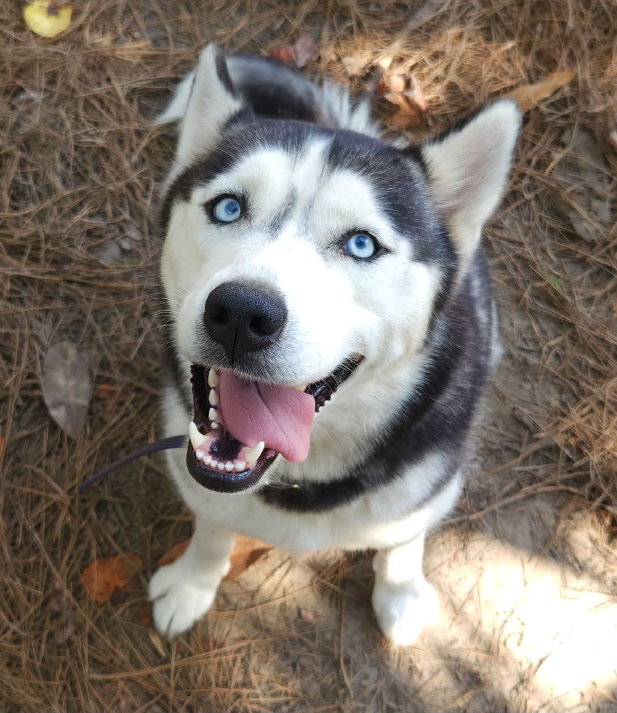 Siberian Husky Puppies breeder image 9