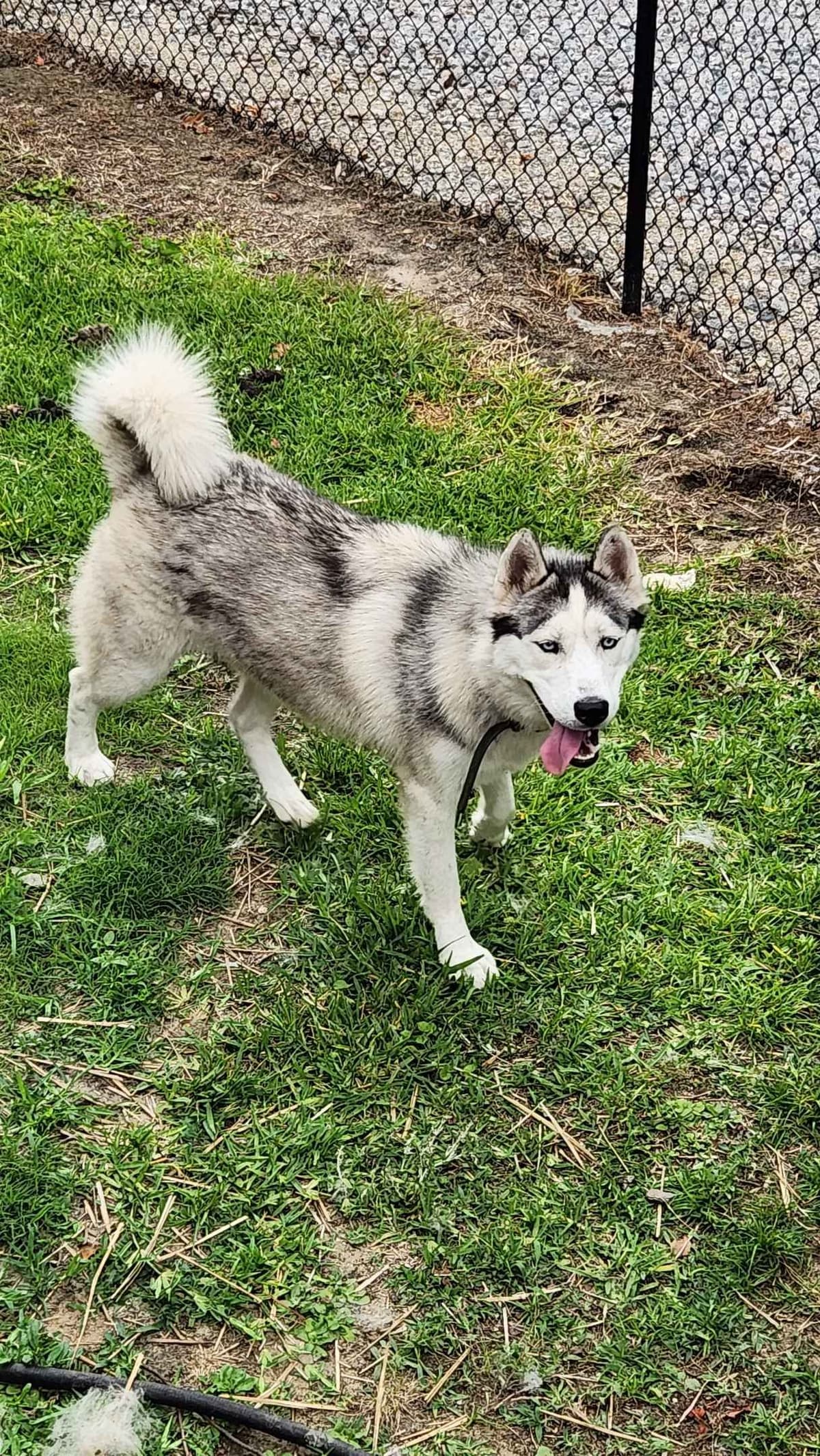 Siberian Husky Puppies breeder image 11