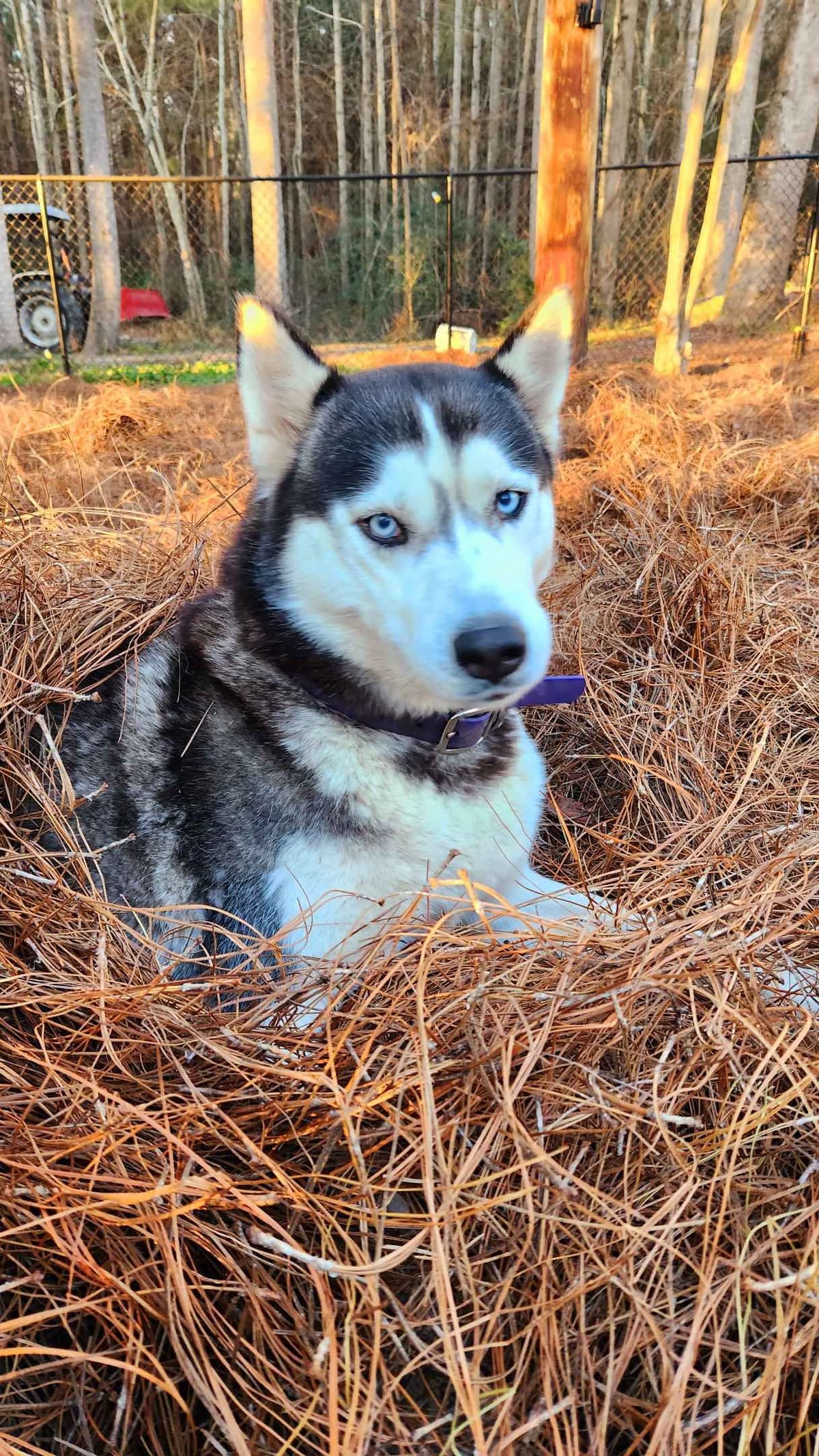 Siberian Husky Puppies breeder image 10