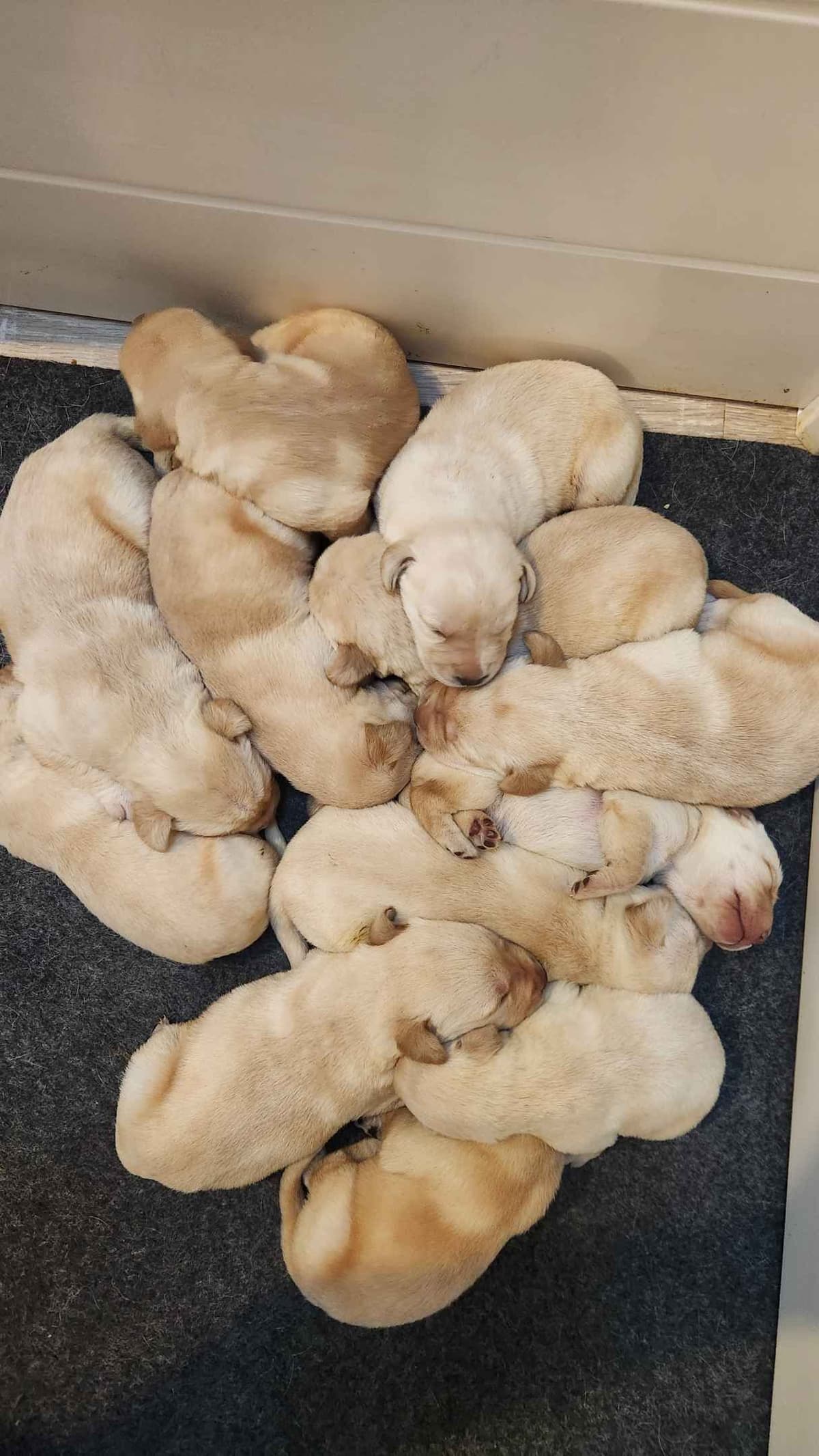 Siberian Husky Puppies breeder image 13