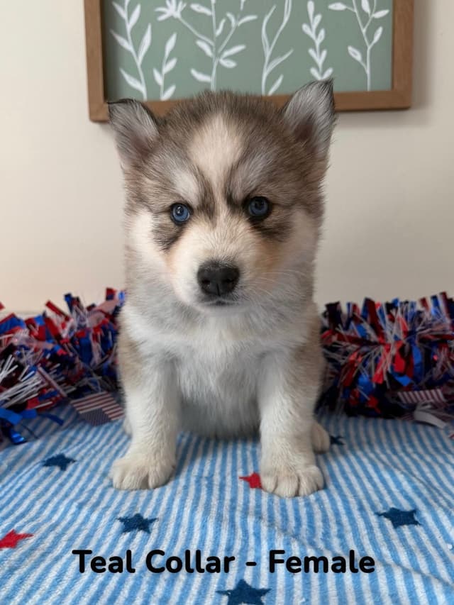Siberian Husky Puppies media 2