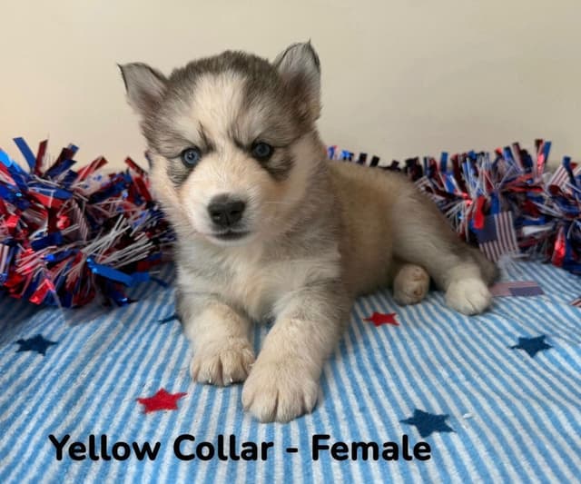 Siberian Husky Puppies media 3