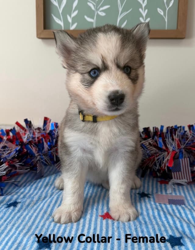 Siberian Husky Puppies media 4