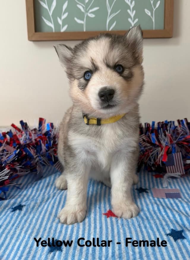 Siberian Husky Puppies media 5