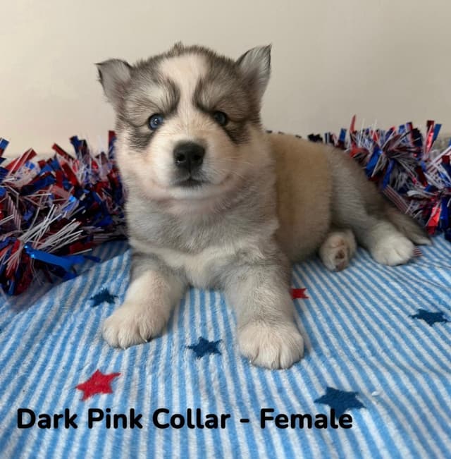 Siberian Husky Puppies media 7