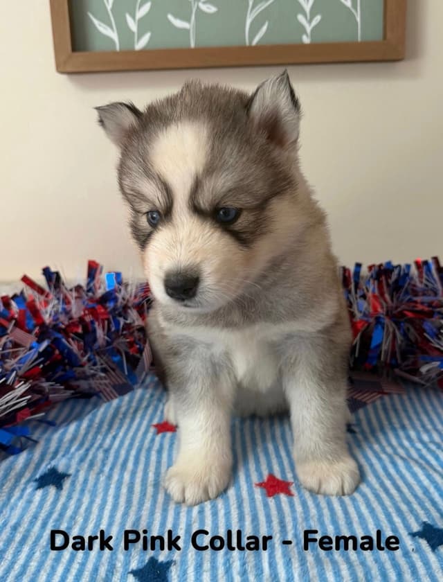 Siberian Husky Puppies media 6