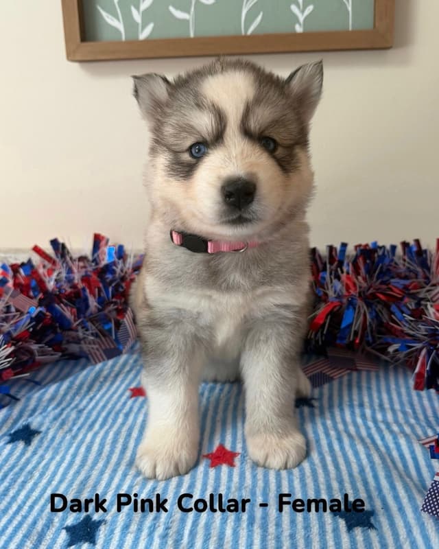 Siberian Husky Puppies media 8