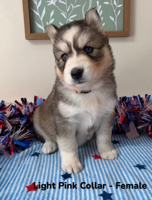 Siberian Husky Puppies media 11