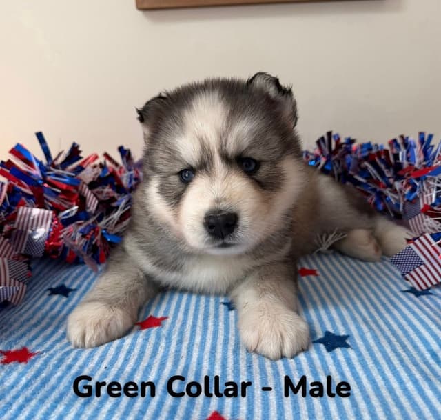 Siberian Husky Puppies media 12