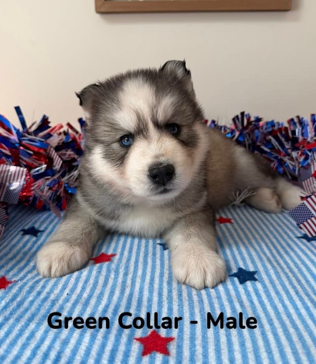 Siberian Husky Puppies media 13