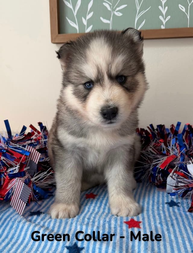Siberian Husky Puppies media 14