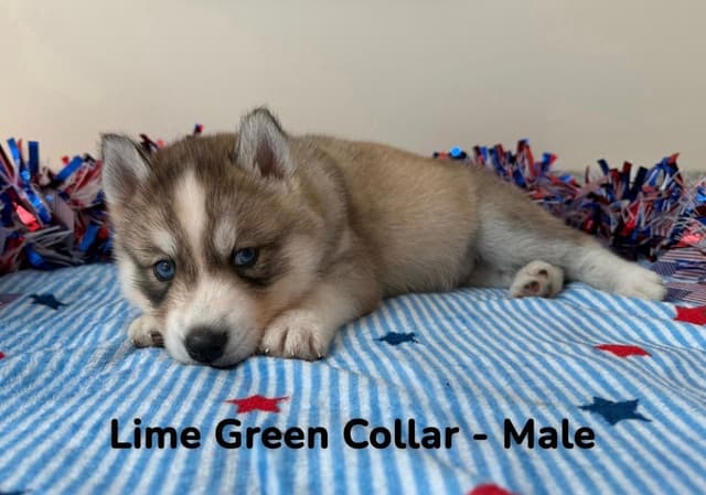 Siberian Husky Puppies media 16