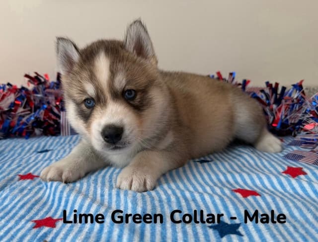 Siberian Husky Puppies media 17