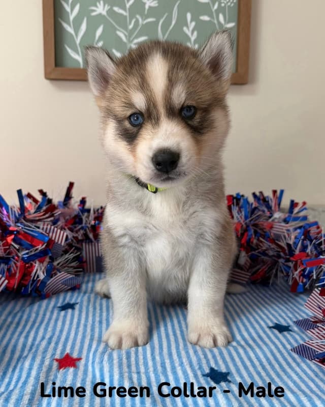 Siberian Husky Puppies media 20