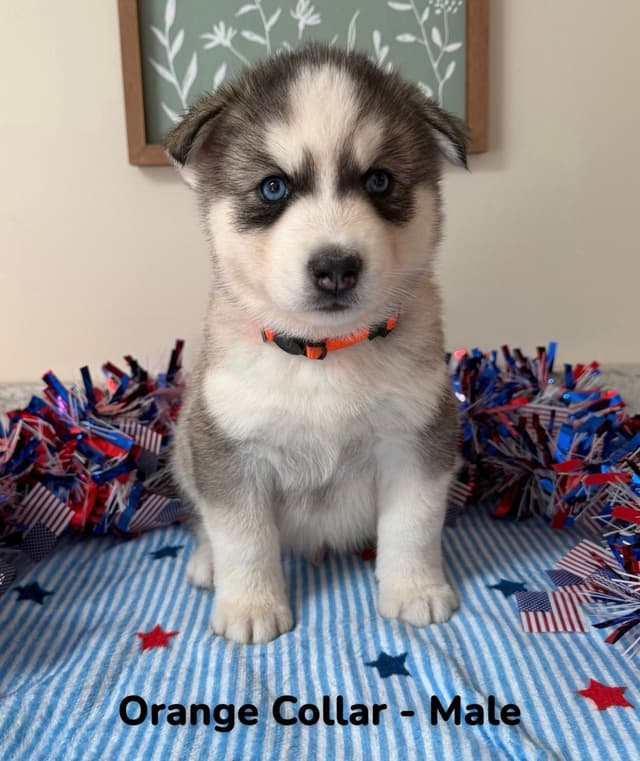 Siberian Husky Puppies media 18
