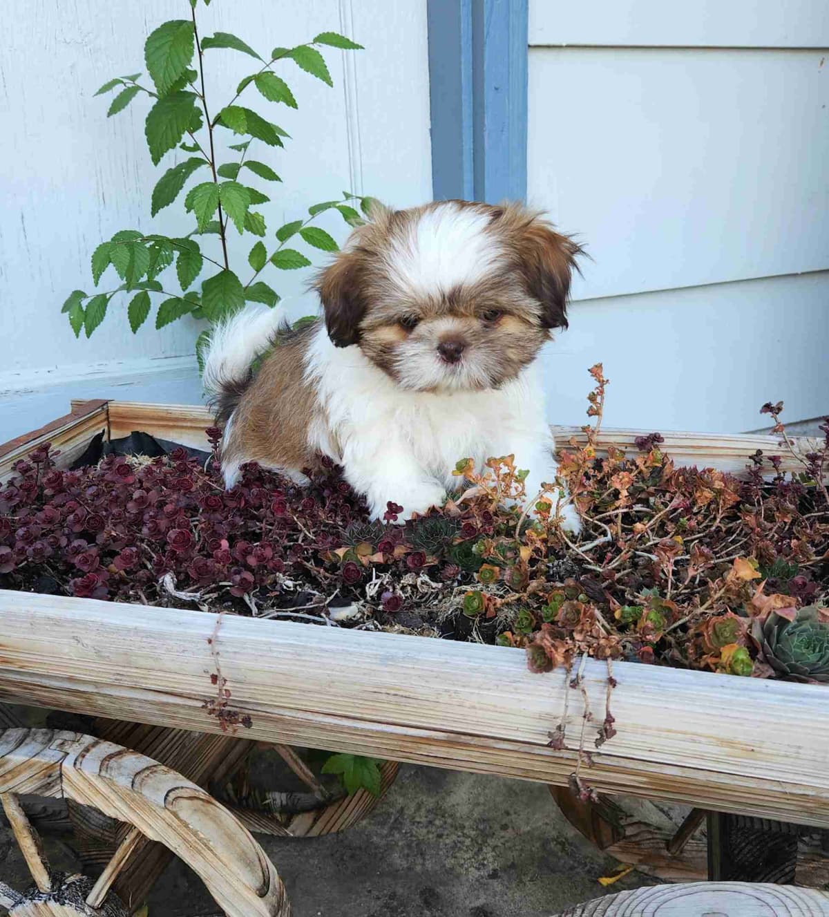 Shih Tzu Puppies breeder image 1