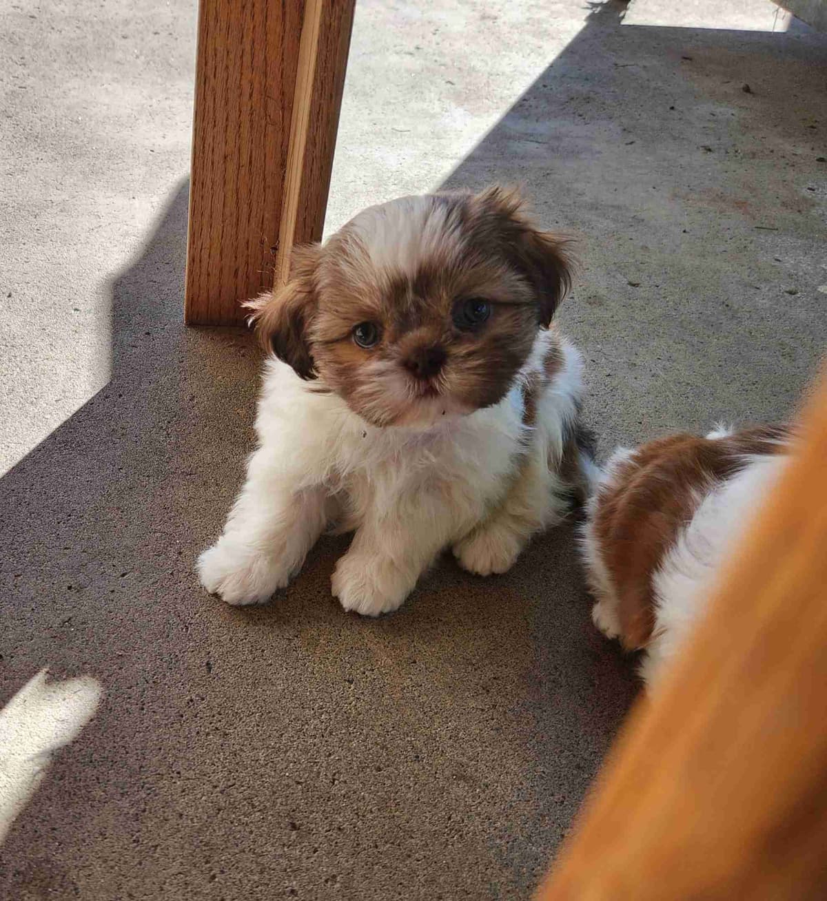 Shih Tzu Puppies breeder image 2
