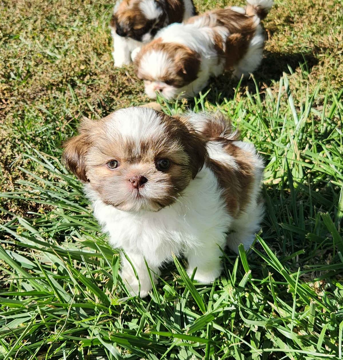 Shih Tzu Puppies breeder image 4