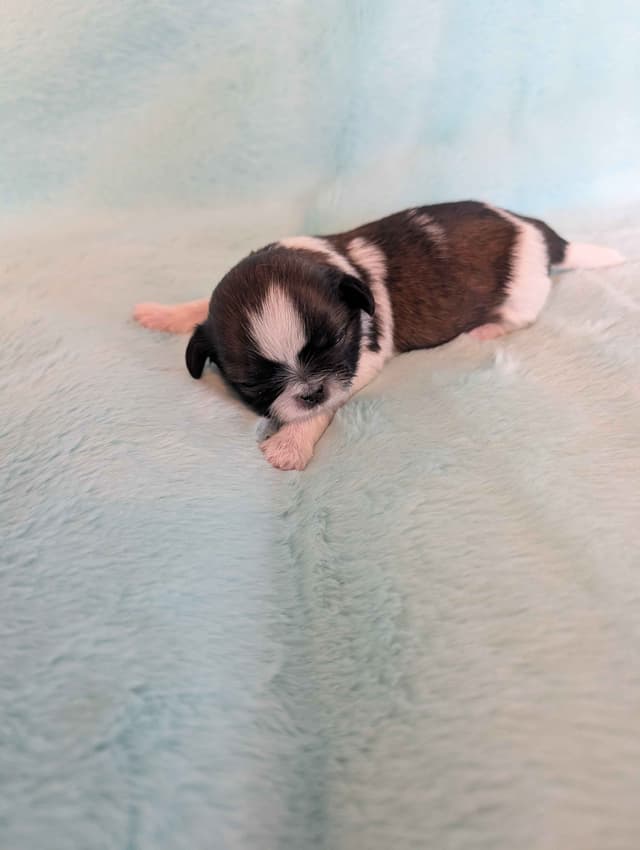 Shih Tzu Puppies media 2