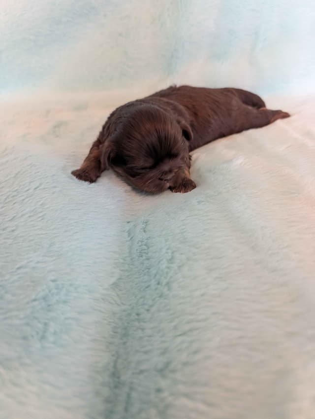 Shih Tzu Puppies media 3