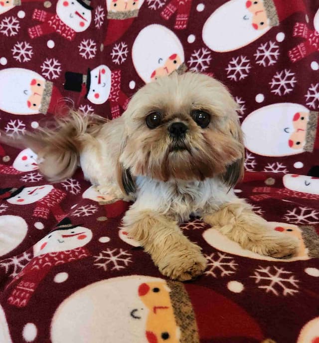 Shih Tzu Puppies media 4