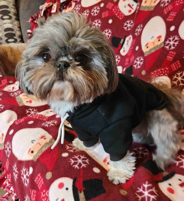 Shih Tzu Puppies media 5