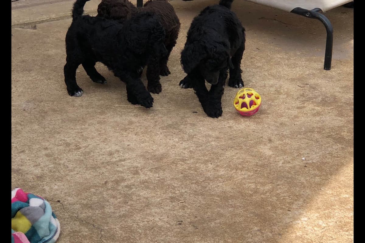 Poodle Puppies breeder image 1