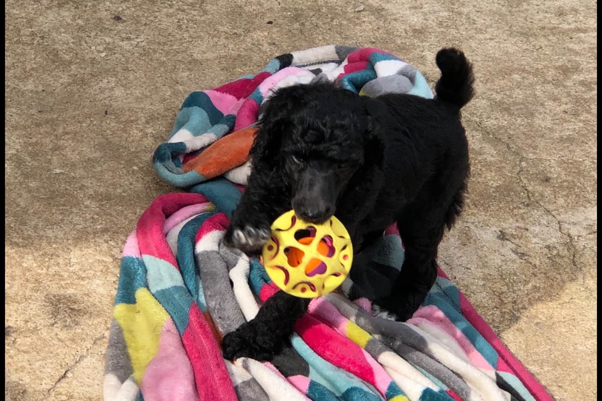 Poodle Puppies breeder image 2