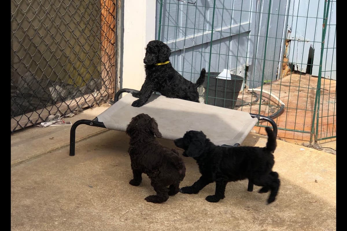 Poodle Puppies breeder image 3