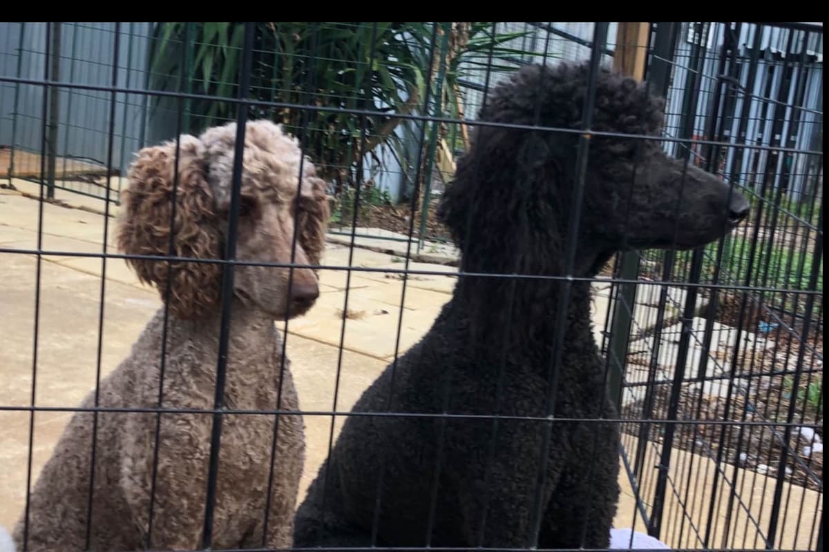 Poodle Puppies breeder image 4