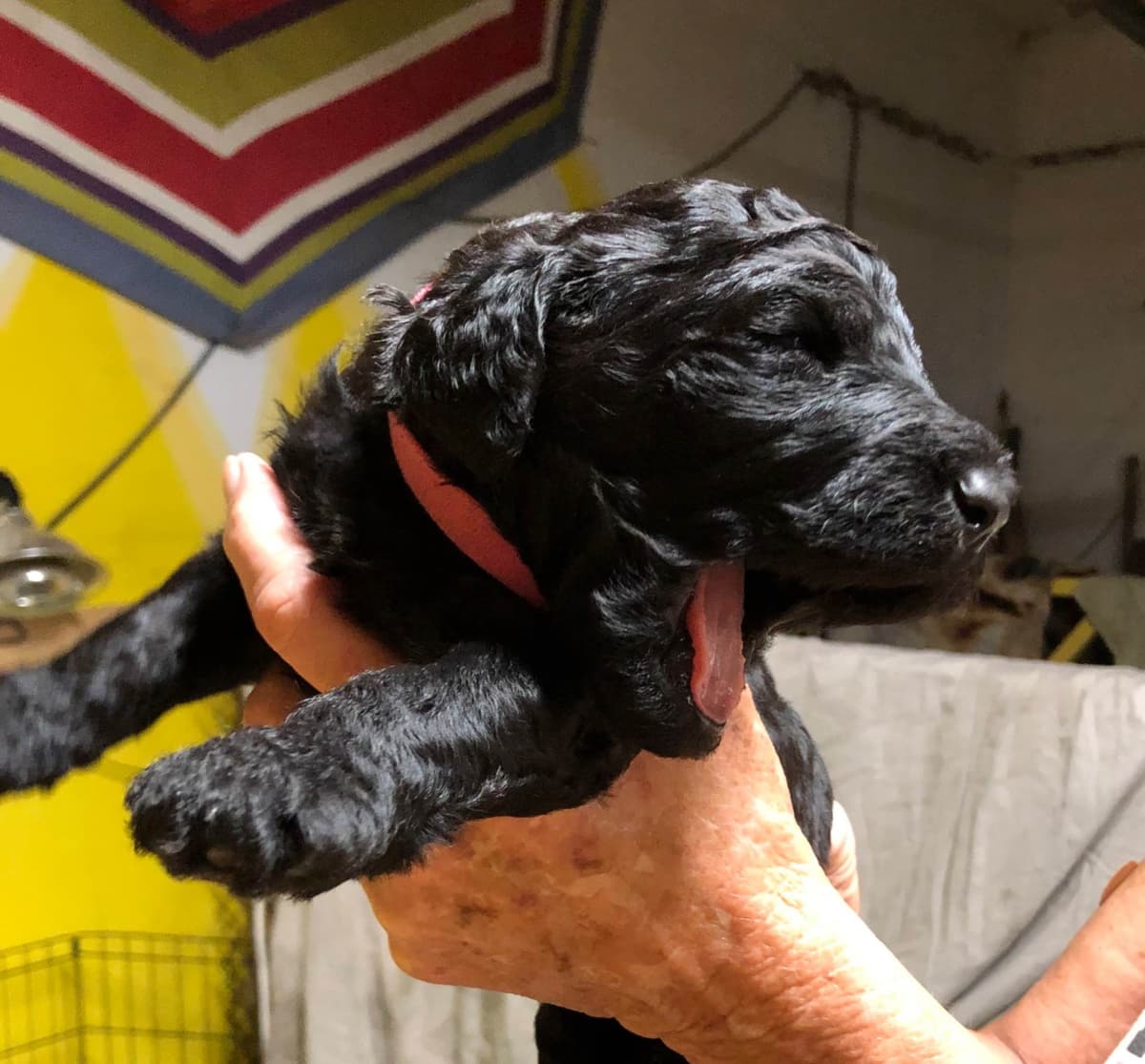Poodle Puppies breeder image 7