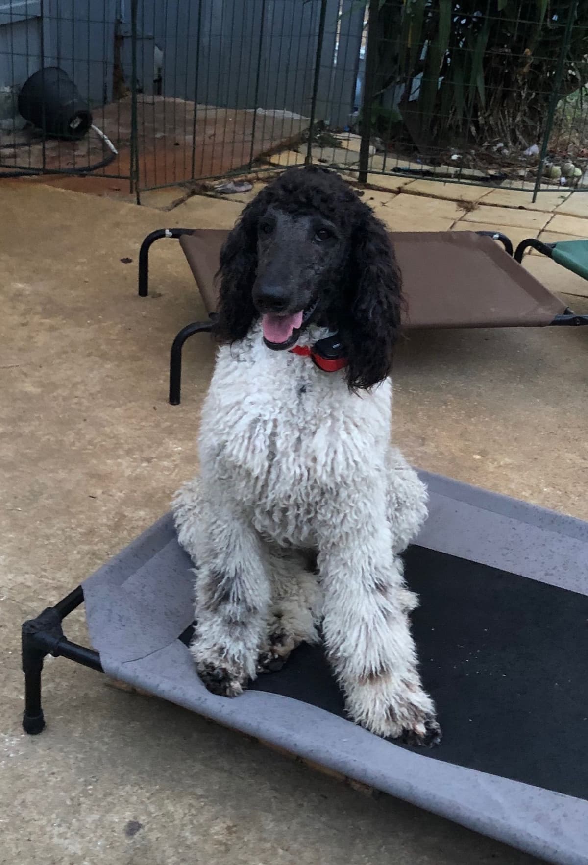 Poodle Puppies breeder image 8