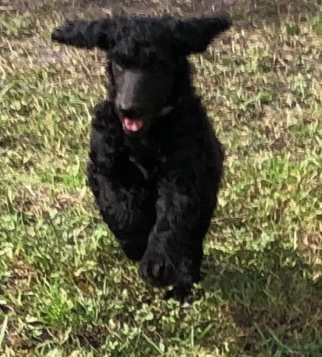 Poodle Puppies breeder image 10