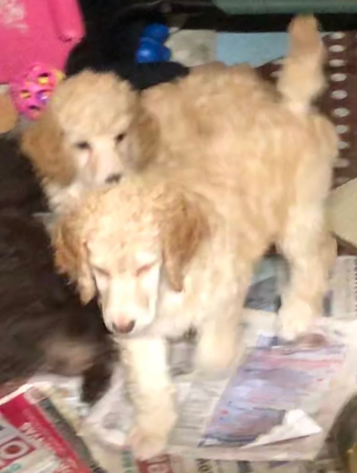 Poodle Puppies breeder image 11