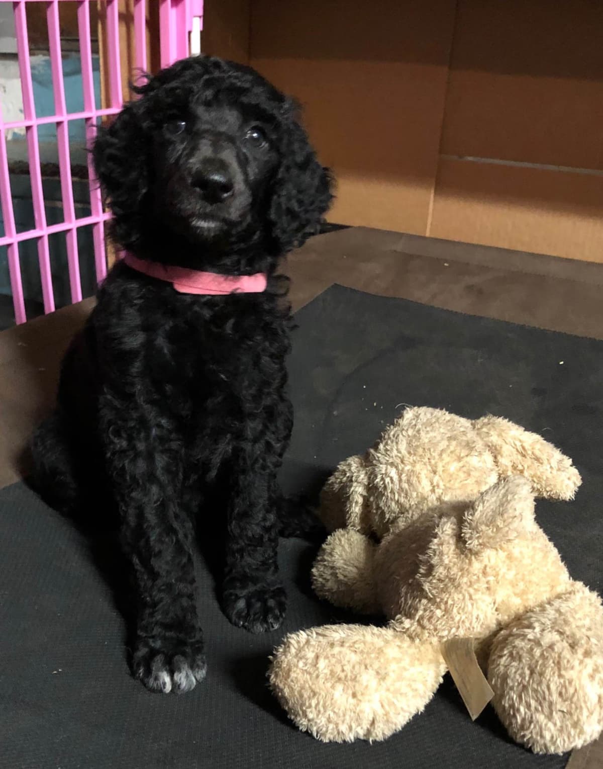 Poodle Puppies breeder image 12